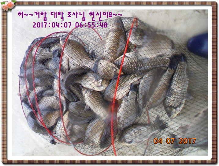 도심속의 작은 쉼터 화성 관리 낚시터입니다급전달 사항 (유료터정보 - 유료터점주조황)