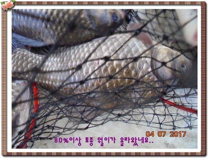 도심속의 작은 쉼터 화성 관리 낚시터입니다급전달 사항 (유료터정보 - 유료터점주조황)