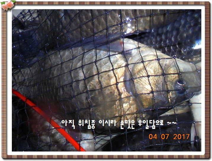 도심속의 작은 쉼터 화성 관리 낚시터입니다급전달 사항 (유료터정보 - 유료터점주조황)