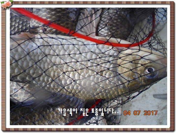 도심속의 작은 쉼터 화성 관리 낚시터입니다급전달 사항 (유료터정보 - 유료터점주조황)