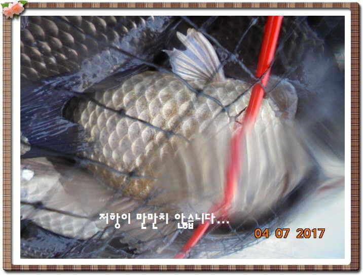 도심속의 작은 쉼터 화성 관리 낚시터입니다급전달 사항 (유료터정보 - 유료터점주조황)