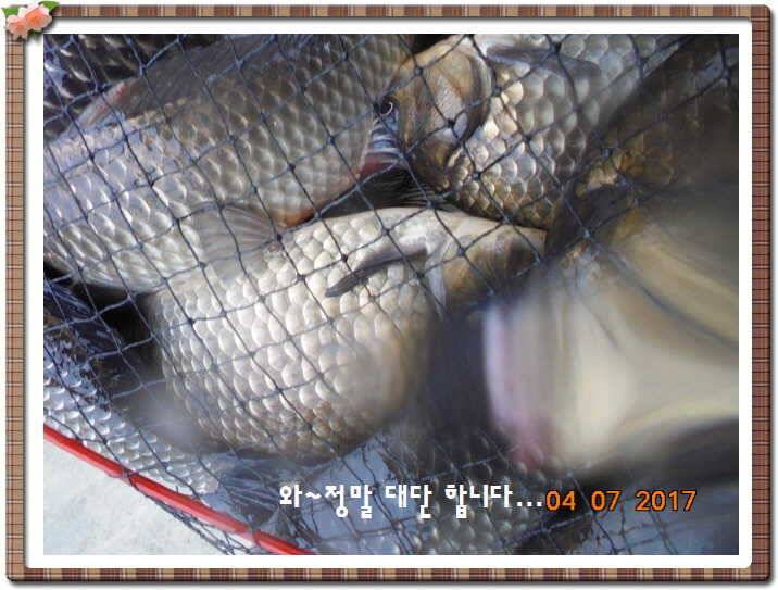도심속의 작은 쉼터 화성 관리 낚시터입니다급전달 사항 (유료터정보 - 유료터점주조황)