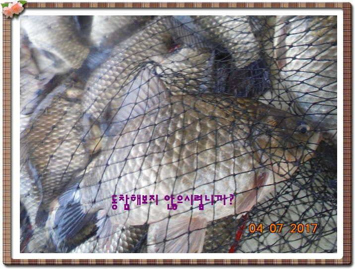 도심속의 작은 쉼터 화성 관리 낚시터입니다급전달 사항 (유료터정보 - 유료터점주조황)