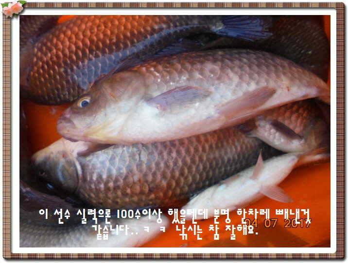 도심속의 작은 쉼터 화성 관리 낚시터입니다급전달 사항 (유료터정보 - 유료터점주조황)