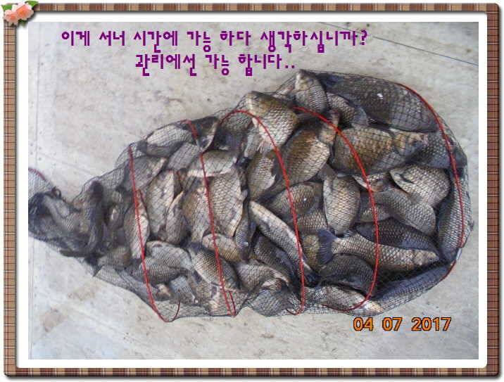 도심속의 작은 쉼터 화성 관리 낚시터입니다대박입니다 (유료터정보 - 유료터점주조황)
