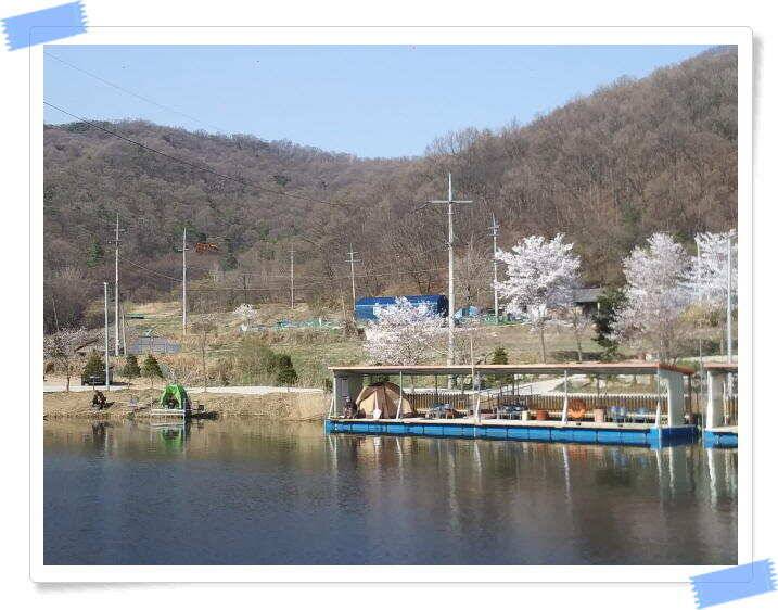 수곡낚시터 4월세째주 주중 조황 안내4월 16일 (유료터정보 - 유료터점주조황)