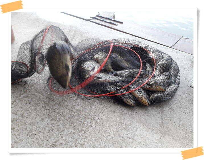 붕어낚시 양평 수곡 낚시터 일요일도 붕어낚시 조황 꾸준합니다 (유료터정보 - 유료터점주조황)