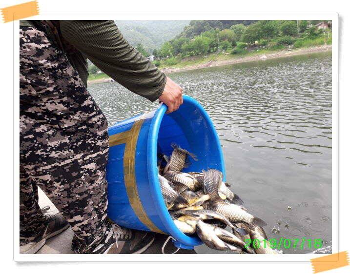 양평 수곡낚시터 꾸준하고 고른조황 이어지네요 오늘도 축양된 튼실한 붕어 대량 방류 했습니다 (유료터정보 - 유료터점주조황)