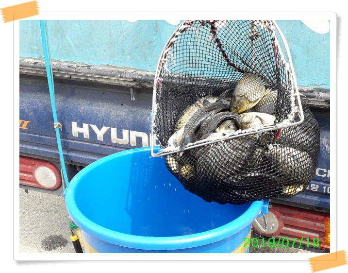 양평 수곡낚시터 꾸준하고 고른조황 이어지네요 오늘도 축양된 튼실한 붕어 대량 방류 했습니다 (유료터정보 - 유료터점주조황)