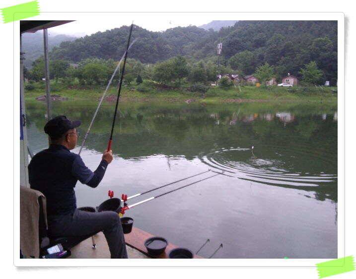 좌대낚시 붕어낚시 노지낚시 양평 수곡낚시터 토종 4짜급 등 호조황 나와주고 있습니다 (유료터정보 - 유료터점주조황)