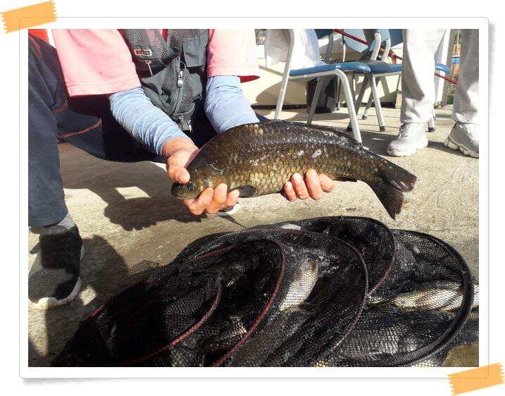 힐링 양평 수곡낙시터 붕어 좋은 조황 이어지네요 오늘 축양 붕어 방류 완료 (유료터정보 - 유료터점주조황)