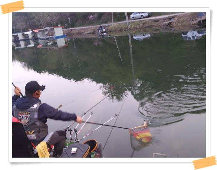 양평 수곡낚시터 주중 조황 및 축양붕어 방류 (유료터정보 - 유료터점주조황)