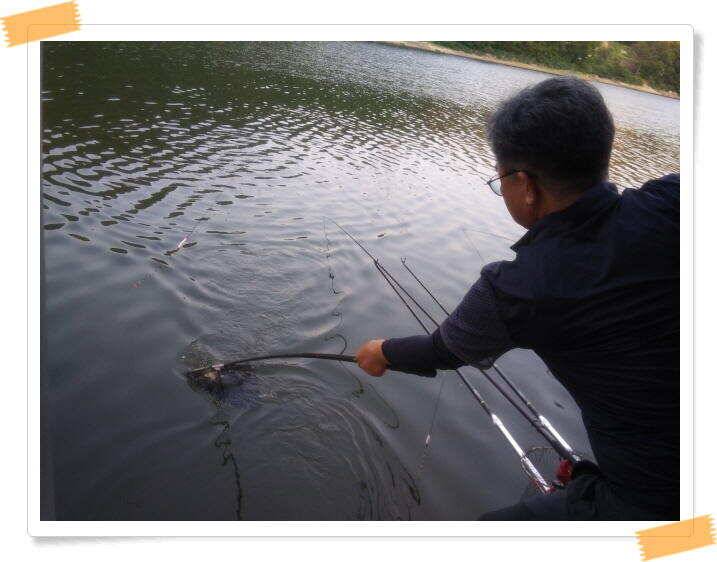 양평 수곡 낚시터오늘도 낮시간 붕어조황 계속 이어지네요 6월26일 조황 안내 (유료터정보 - 유료터점주조황)