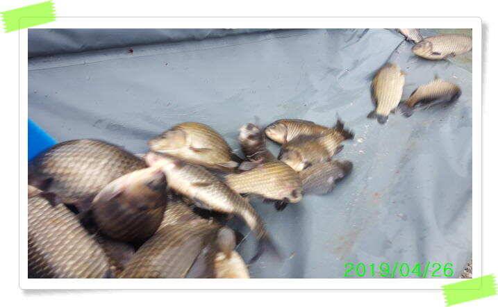 수곡낚시터 붕어방류 및 토종붕어들이 나오기 시작하네요 (유료터정보 - 유료터점주조황)