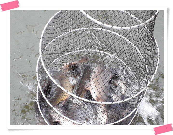 양평 수곡낚시터 빗속에서도 붕어들이 올라와 주었네요 4월 10일 조황 (유료터정보 - 유료터점주조황)