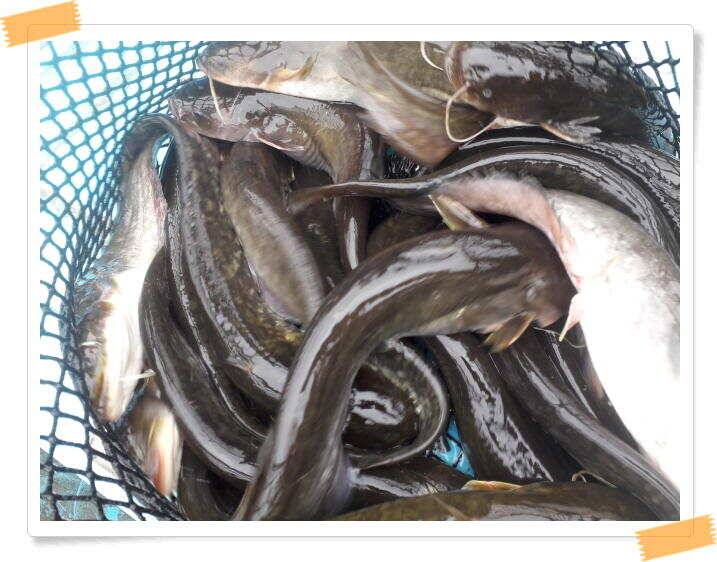힐링 양평 수곡낚시터 주중조황 6월19일 및 붕어 방류 (유료터정보 - 유료터점주조황)
