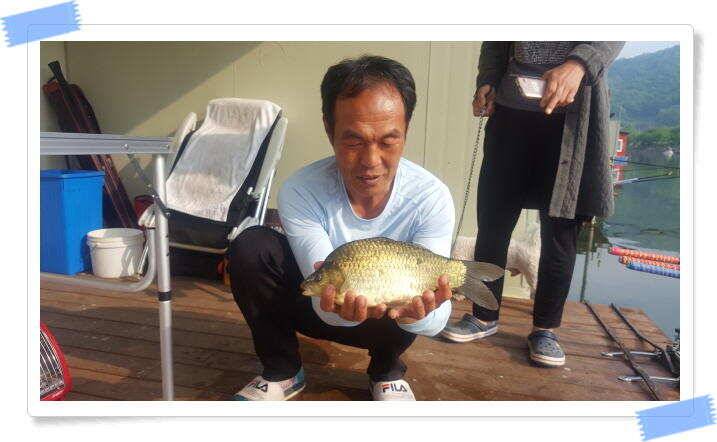양평 수곡낚시터 붕어 조황이 다시 좋아졌습니다 오늘 축양붕어 방류 합니다 (유료터정보 - 유료터점주조황)