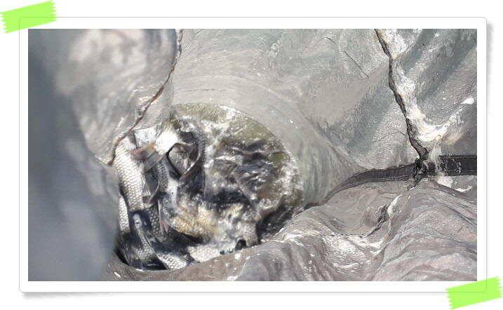여름 피서낚시 양평 수곡낚시터 붕어낚시 조황 꾸준합니다 내일도 붕어방류 합니다 (유료터정보 - 유료터점주조황)