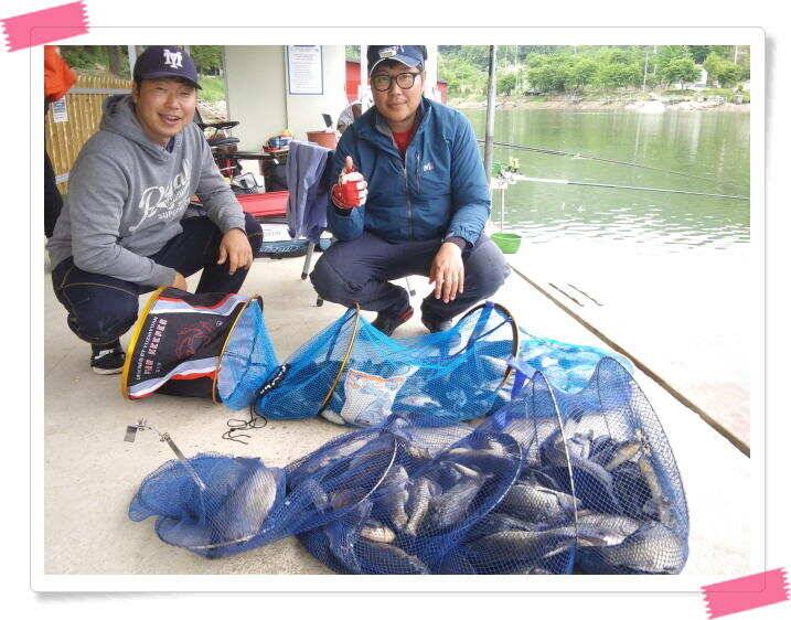 붕어낚시 수곡낚시터 연이은 붕어 대박조황5월18일 및 축양붕어 추가 방류 소식 (유료터정보 - 유료터점주조황)
