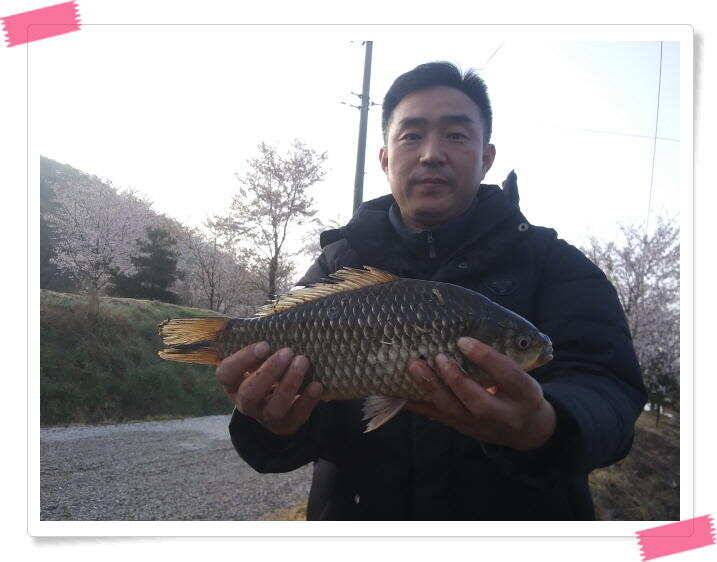 수곡낚시터 금요일토요일 조황 및 붕어 방류 (유료터정보 - 유료터점주조황)