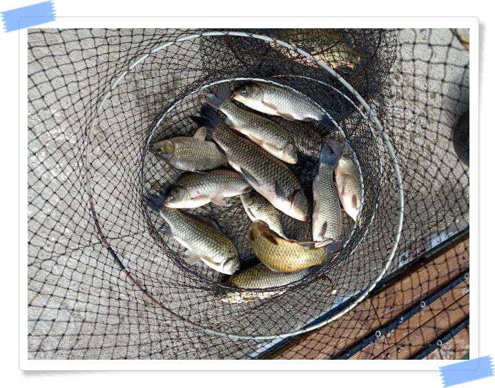 양평 수곡낚시터 주중 붕어조황 오늘도 고르고 꾸준한 조황이 이어지네요 오늘 붕어방류 마쳤습니다 (유료터정보 - 유료터점주조황)