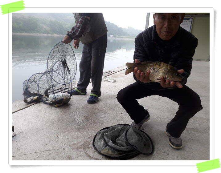 양평 수곡낚시터 오늘도 오전부터 붕어들이 계속나오면서 꾸준한 조황이 이어집니다 (유료터정보 - 유료터점주조황)