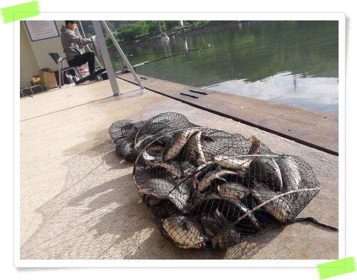 붕어낚시 수곡낚시터 고르게 꾸준히 잘 나와줍니다 토일요일 조황 (유료터정보 - 유료터점주조황)
