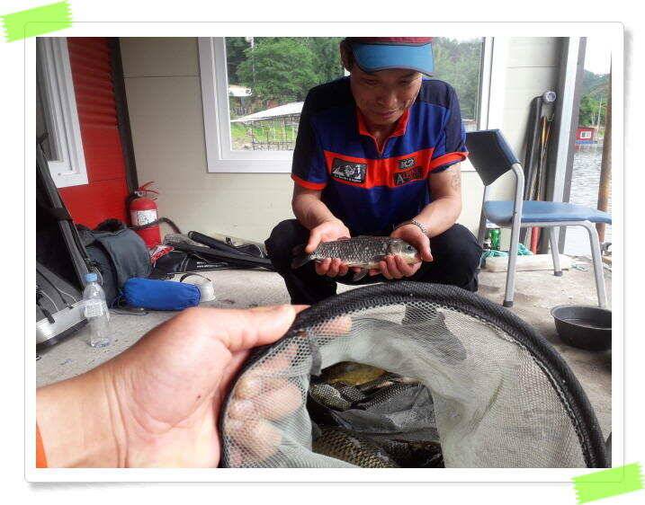 수곡낚시터 낮시간 오후시간 조황이 꾸준히 나와주네요 금일 붕어방류 완료 (유료터정보 - 유료터점주조황)