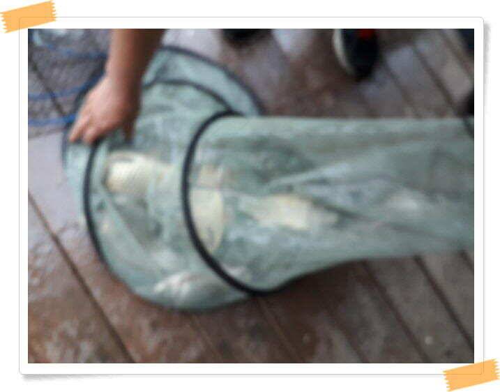 힐링 수곡낚시터 주말 붕어방류 및 조황 안내 (유료터정보 - 유료터점주조황)