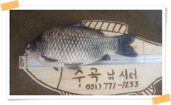 양평 수곡 낚시터오늘도 낮시간 붕어조황 계속 이어지네요 6월26일 조황 안내 (유료터정보 - 유료터점주조황)