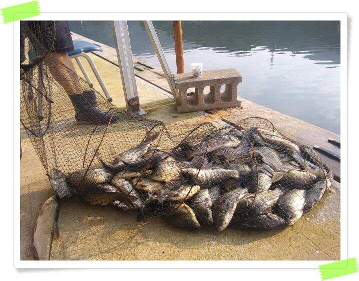 양평 힐링 수곡낚시터 일요일도 주말에이어 고른조황 꾸준하며 조과편차는 있었습니다 (유료터정보 - 유료터점주조황)