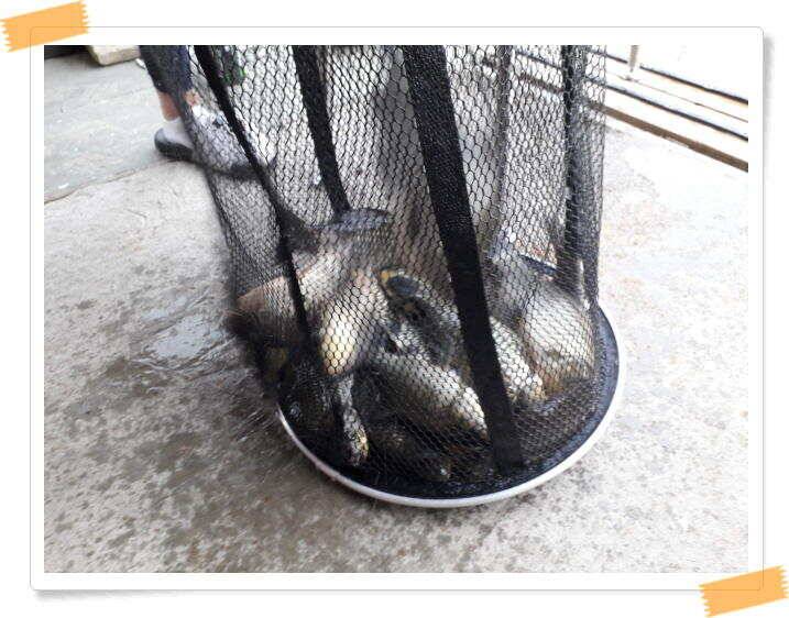 양평낚시터 힐링 수곡낚시터 주말조황 괜찬습니다 주말 붕어방류 조황안내 (유료터정보 - 유료터점주조황)