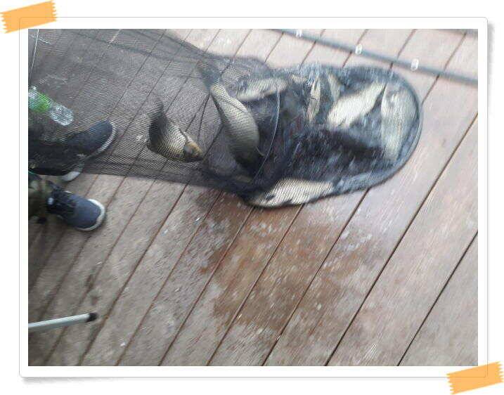 양평 수곡낚시터 낮시간부터 붕어들이 나와주며 꾸준하네요 오늘도 붕어방류 합니다 (유료터정보 - 유료터점주조황)
