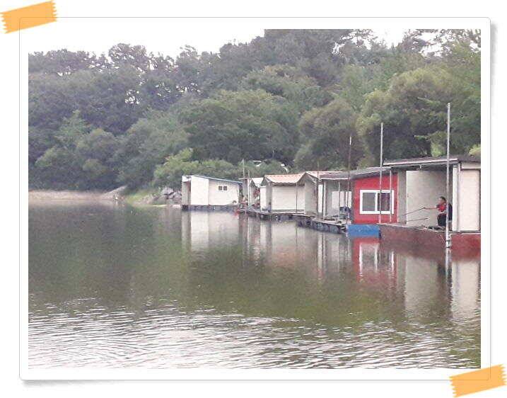 양평 붕어낚시 수곡낚시터 오늘도 꾸준히 붕어들이 나와주며 오늘도 붕어 대량 방류 마쳤습니다 (유료터정보 - 유료터점주조황)