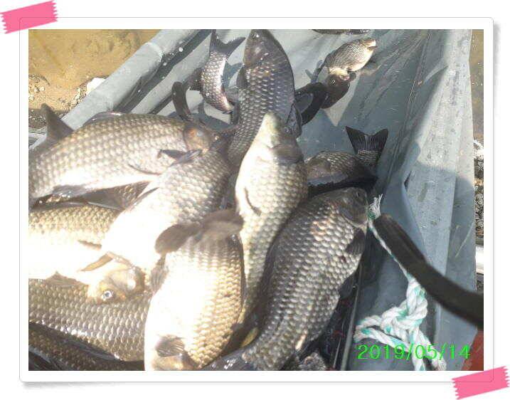 수곡낚시터 축양붕어 방류 주중5월15일 붕어 조황 잘 나와주고 있습니다 (유료터정보 - 유료터점주조황)