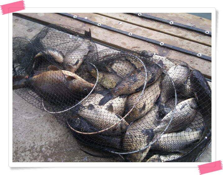 붕어낚시 수곡낚시터 연이은 붕어 대박조황5월18일 및 축양붕어 추가 방류 소식 (유료터정보 - 유료터점주조황)