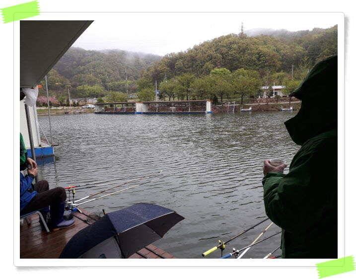 양평 수곡낚시터 주말 일요일 조황이 더 좋아졌네요 (유료터정보 - 유료터점주조황)