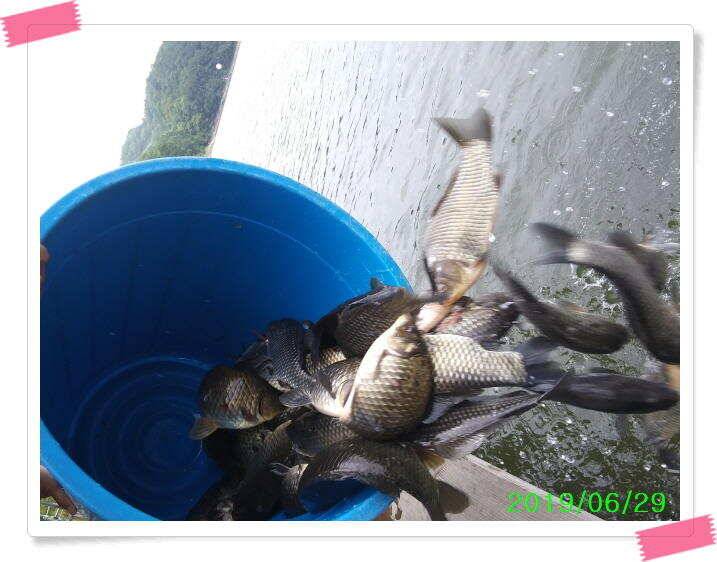 힐링 수곡낚시터 주말 붕어방류 및 조황 안내 (유료터정보 - 유료터점주조황)