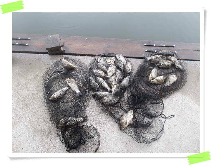 힐링 양평 수곡낚시터 주중조황 6월19일 및 붕어 방류 (유료터정보 - 유료터점주조황)