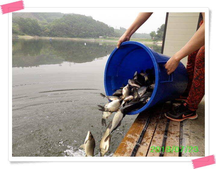붕어낚시 양평 수곡낚시터 오늘 붕어 방류 및 조황 안내드려요 (유료터정보 - 유료터점주조황)