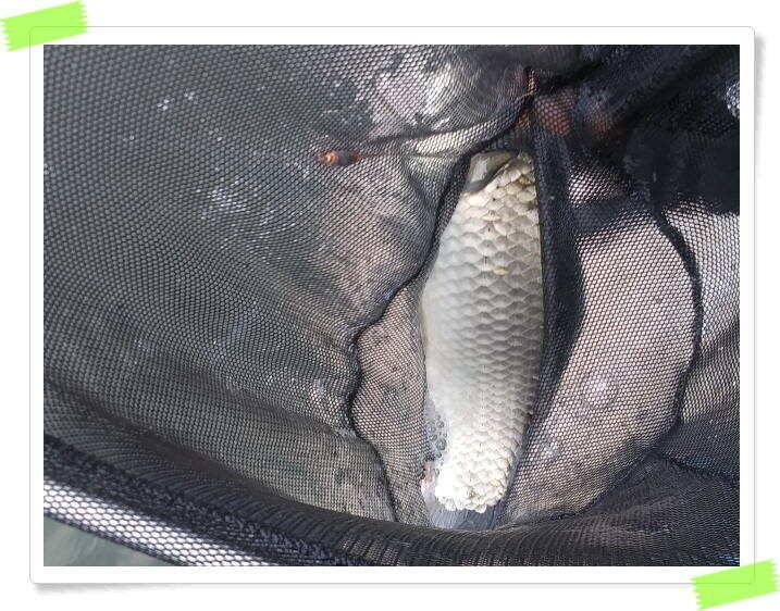 붕어낚시 힐링 양평 수곡낚시터 7월 25일 조황 및 붕어 방류 안내드립니다 (유료터정보 - 유료터점주조황)