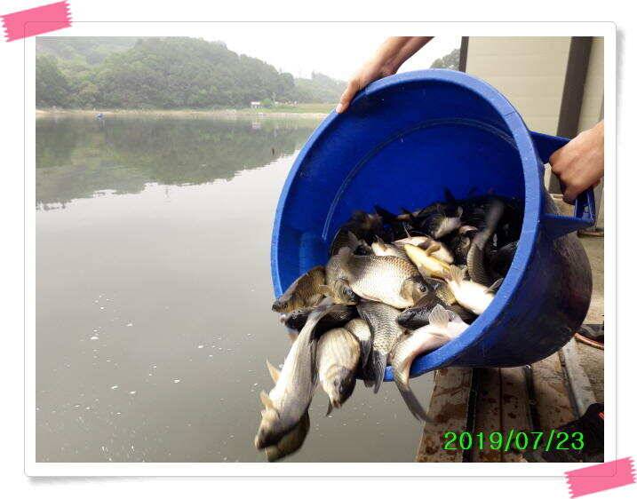 붕어낚시 양평 수곡낚시터 오늘 붕어 방류 및 조황 안내드려요 (유료터정보 - 유료터점주조황)