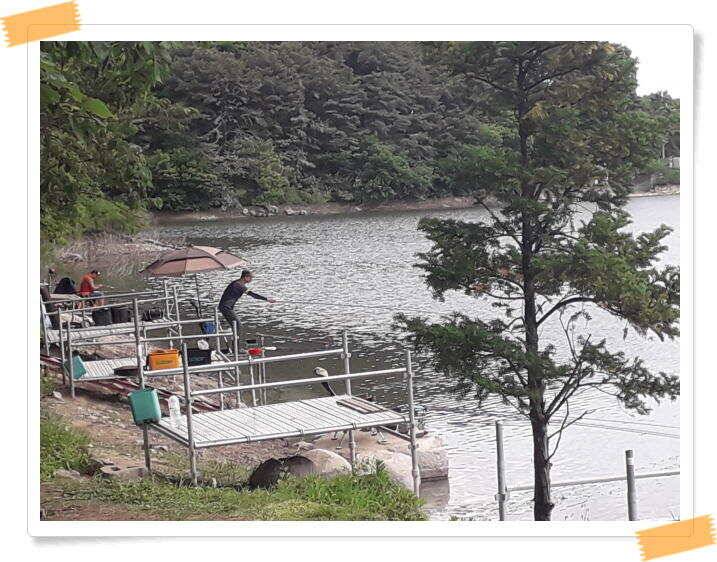 붕어낚시 수곡낚시터 고르게 꾸준히 잘 나와줍니다 토일요일 조황 (유료터정보 - 유료터점주조황)