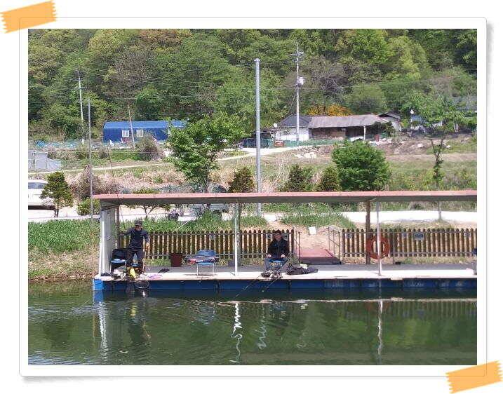 붕어낚시 수곡낚시터 연휴조황5월5일6일 잘 나오고 있습니다 (유료터정보 - 유료터점주조황)