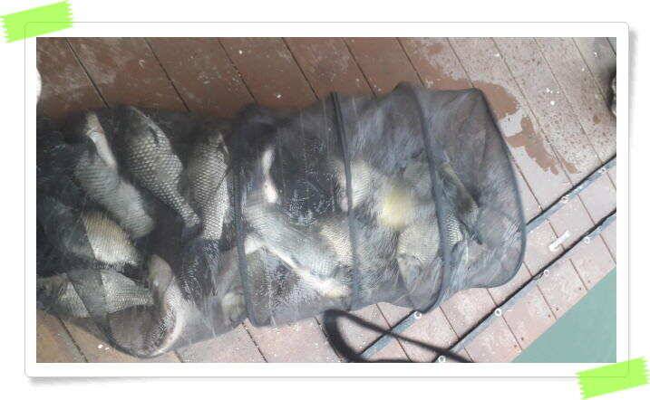 붕어낚시 힐링 양평 수곡낚시터 8월 1일 붕어 방류및 조황 안내드립니다 (유료터정보 - 유료터점주조황)