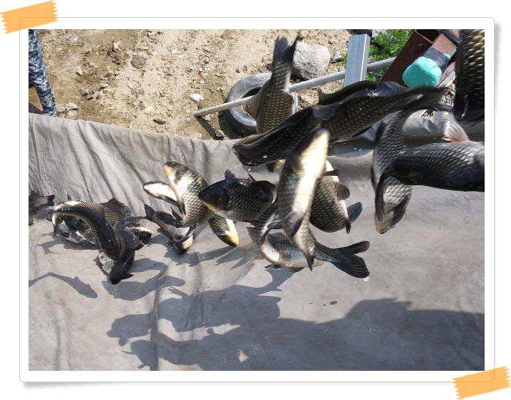 수곡낚시터 붕어방류 및 붕어조황 더 좋아지고 있습니다 (유료터정보 - 유료터점주조황)