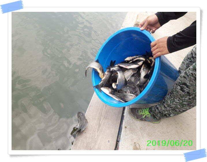 양평 수곡낚시터 오늘도 오전부터 붕어들이 계속나오면서 꾸준한 조황이 이어집니다 (유료터정보 - 유료터점주조황)