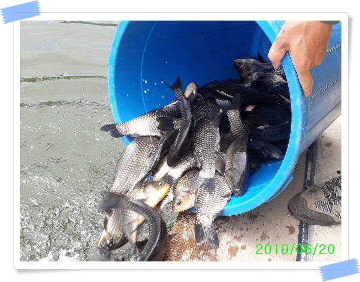 양평 수곡낚시터 오늘도 오전부터 붕어들이 계속나오면서 꾸준한 조황이 이어집니다 (유료터정보 - 유료터점주조황)