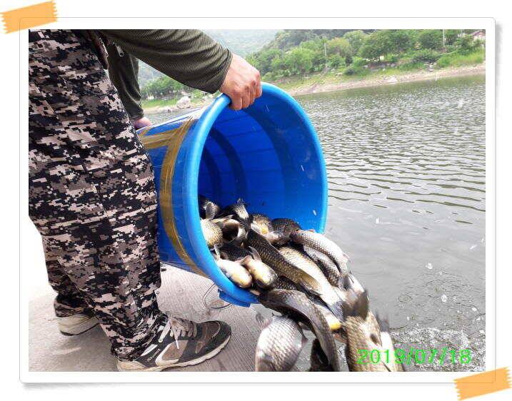 양평 수곡낚시터 꾸준하고 고른조황 이어지네요 오늘도 축양된 튼실한 붕어 대량 방류 했습니다 (유료터정보 - 유료터점주조황)