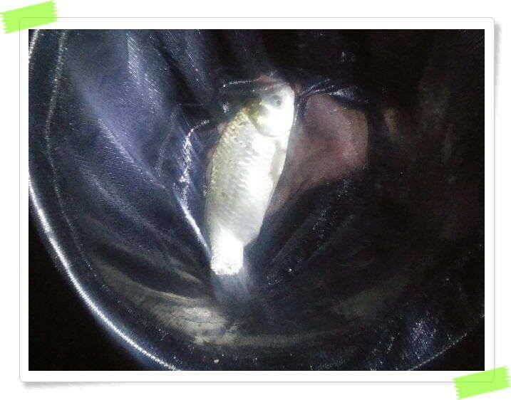 양평 힐링 수곡낚시터 일요일도 주말에이어 고른조황 꾸준하며 조과편차는 있었습니다 (유료터정보 - 유료터점주조황)